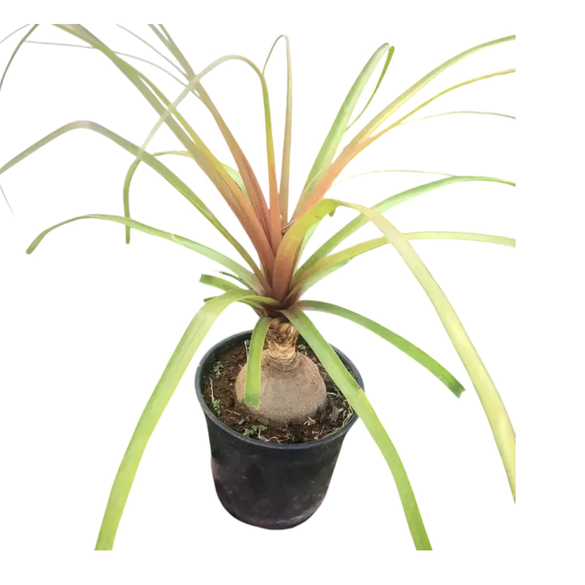 Ponytail Palm (Beaucarnea Recurvata) – Indoor Plant