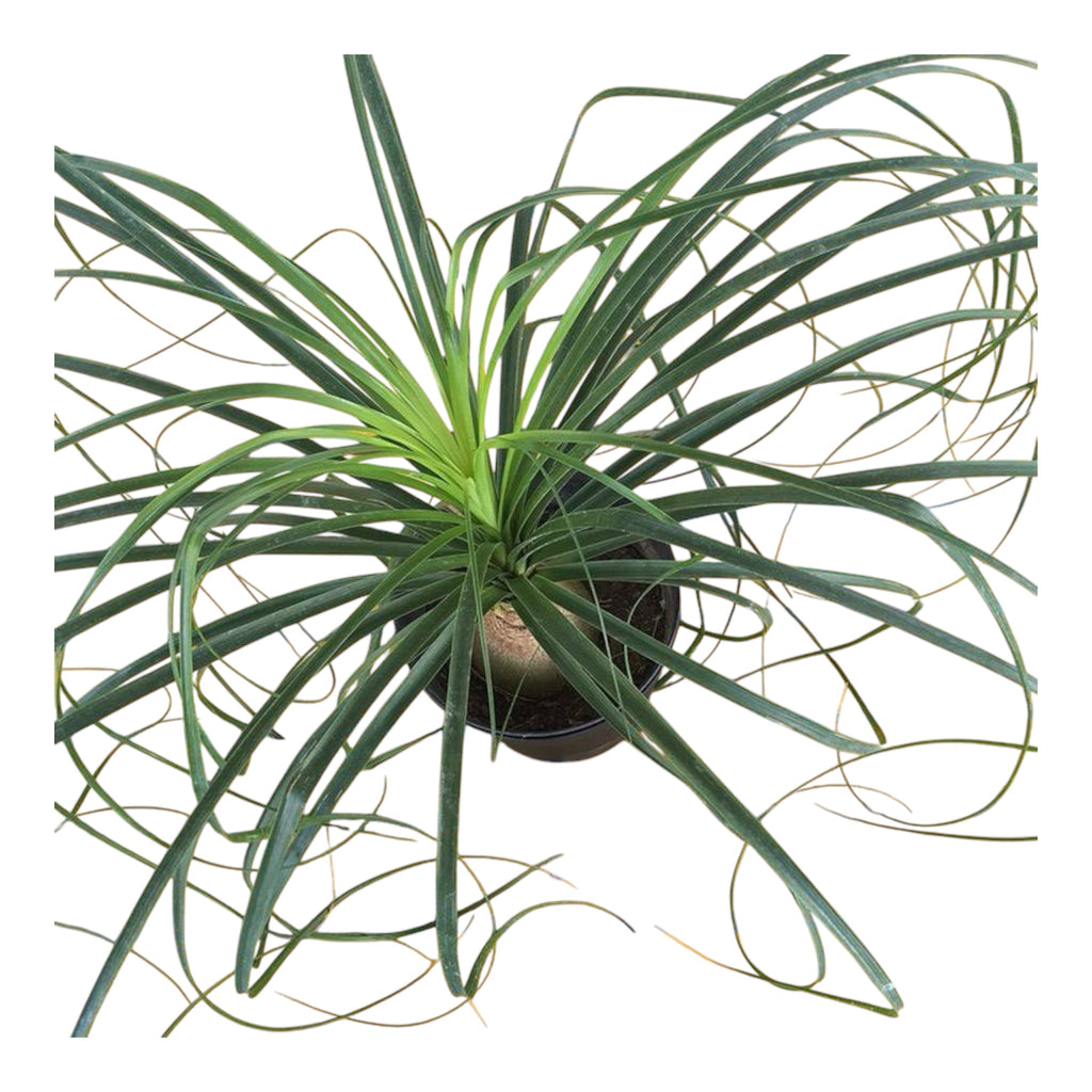 Ponytail Palm (Beaucarnea Recurvata) – Indoor Plant