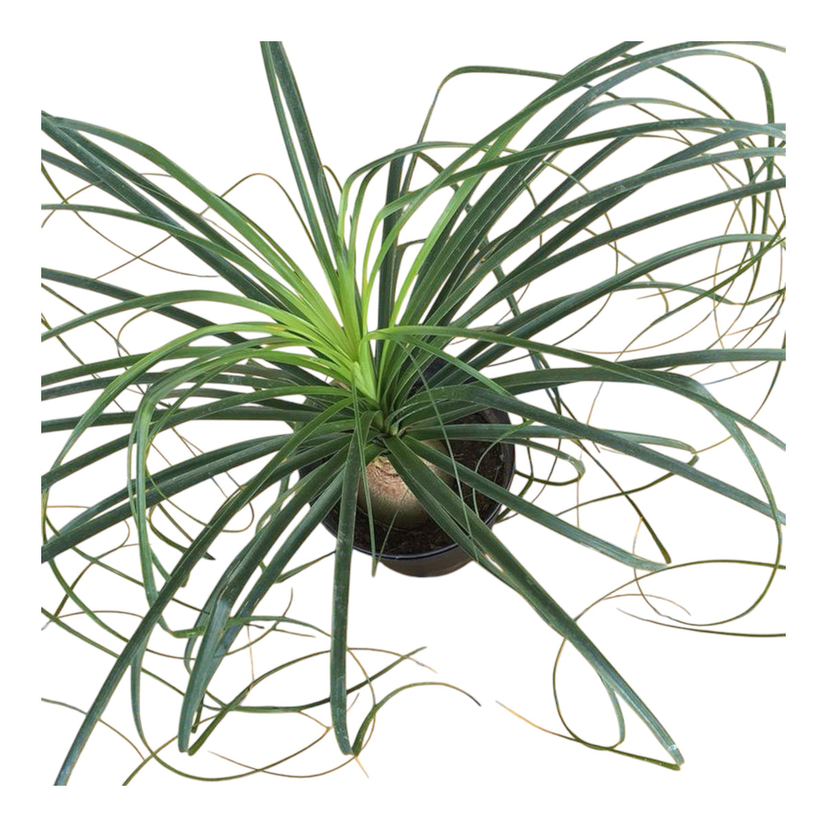 Ponytail Palm (Beaucarnea Recurvata) – Indoor Plant
