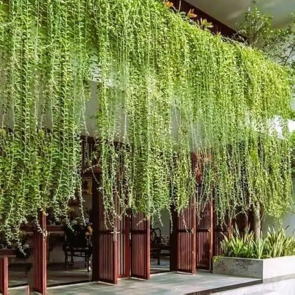 Curtain Creeper (Tarlmounia elliptica) – Climbing Plant
