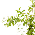 Curtain Creeper (Tarlmounia elliptica) – Climbing Plant