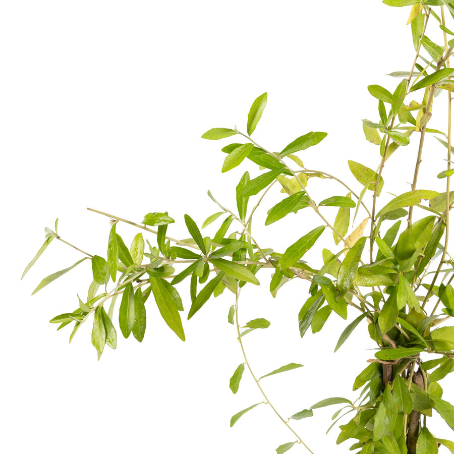 Curtain Creeper (Tarlmounia elliptica) – Climbing Plant