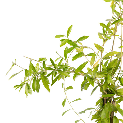Curtain Creeper (Tarlmounia elliptica) – Climbing Plant