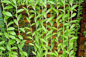 Curtain Creeper (Tarlmounia elliptica) – Climbing Plant