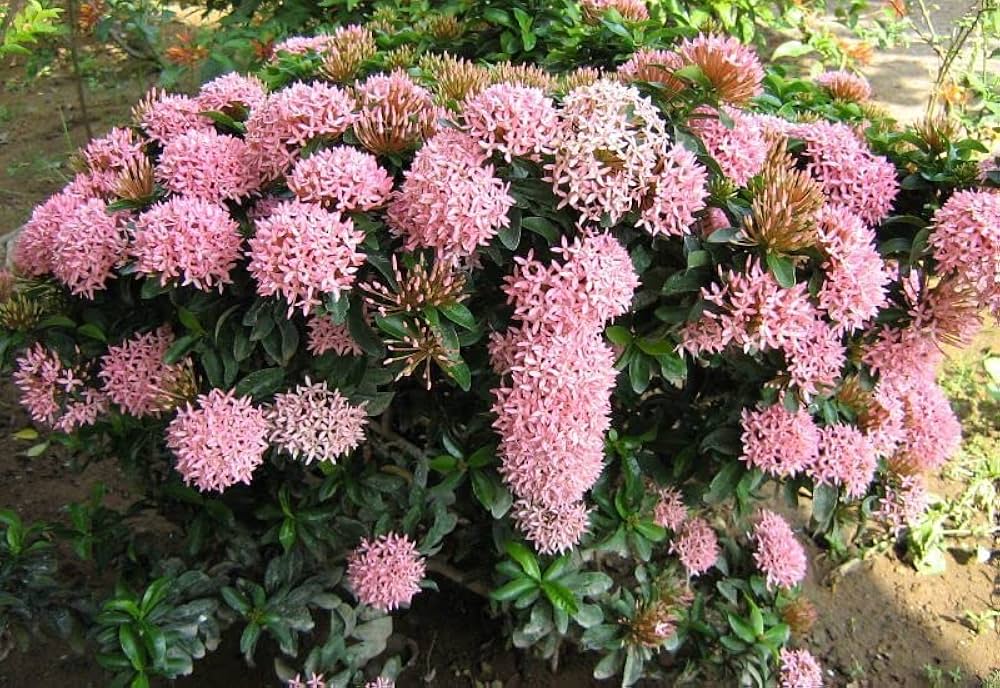 Ixora Mini Dwarf Pink (Ixora Coccinea) – Flowering Plant