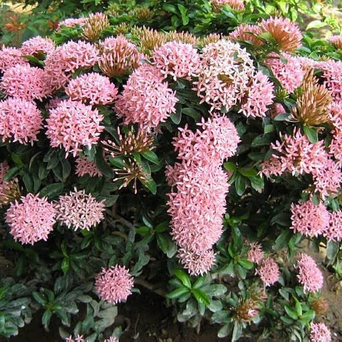 Ixora Mini Dwarf Pink (Ixora Coccinea) – Flowering Plant