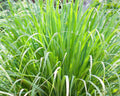 Lemon Grass (Cymbopogon Citratus) – Aromatic Herb Plant
