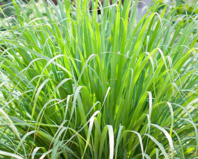 Lemon Grass (Cymbopogon Citratus) – Aromatic Herb Plant