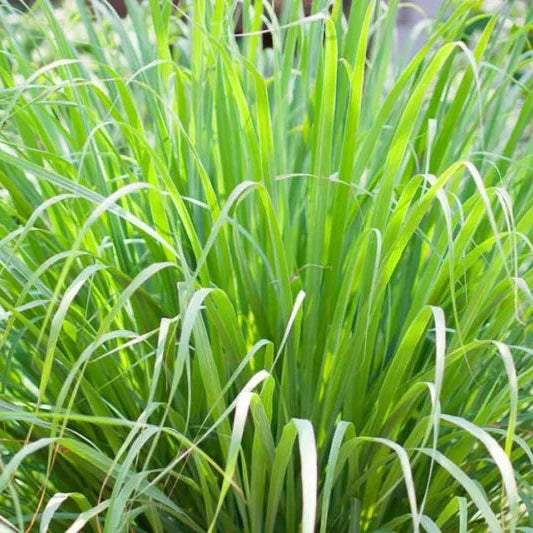 Lemon Grass (Cymbopogon Citratus) – Aromatic Herb Plant