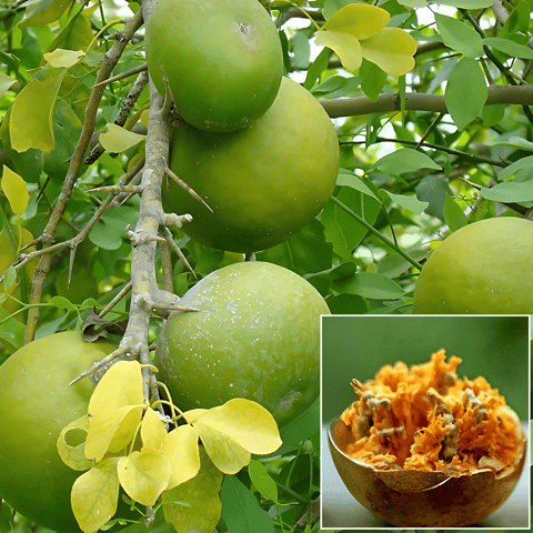 Bael Plant (Aegle Marmelos) – Sacred & Medicinal Fruit Plant