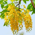 Amaltas Plant (Cassia Fistula) – Golden Shower Tree