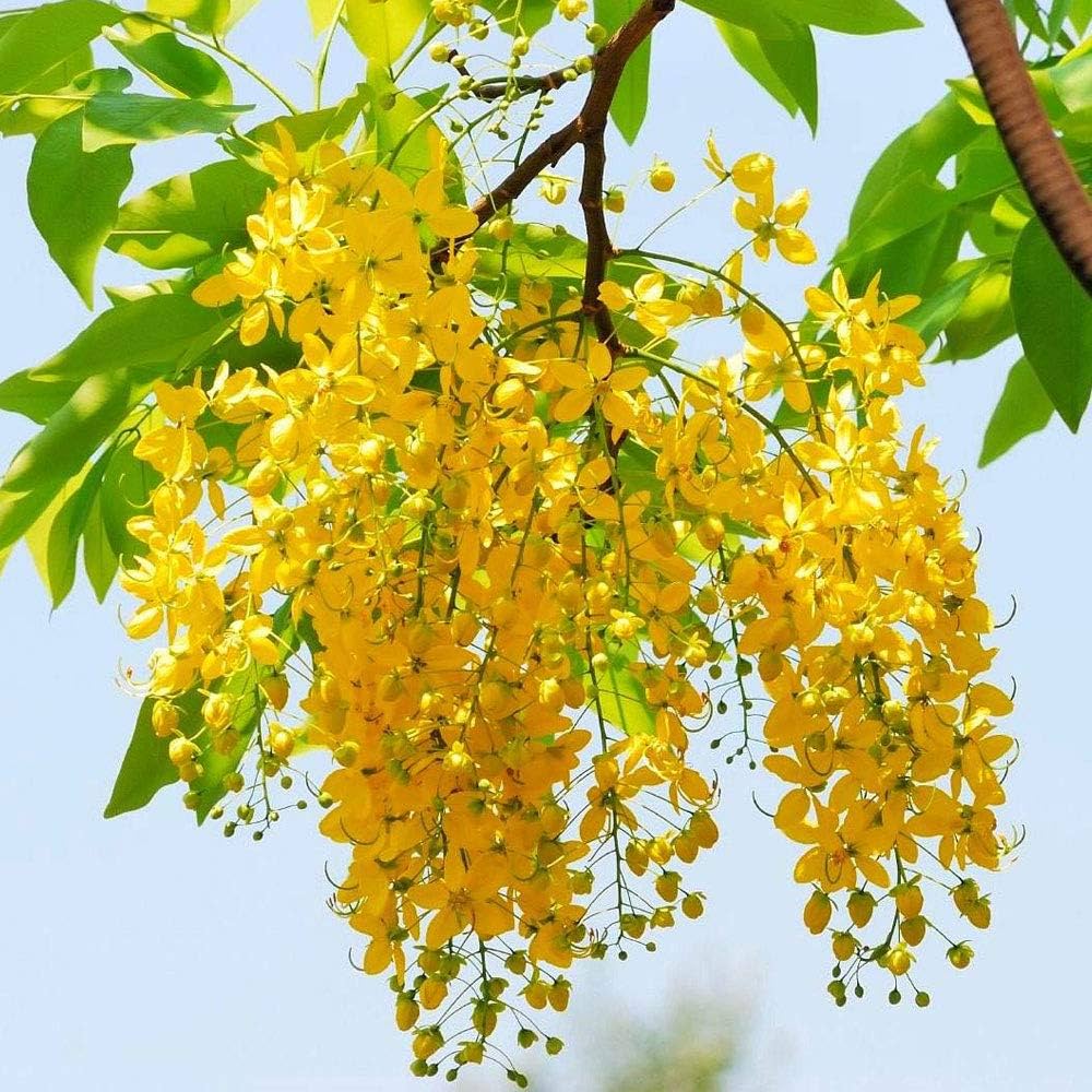 Amaltas Plant (Cassia Fistula) – Golden Shower Tree
