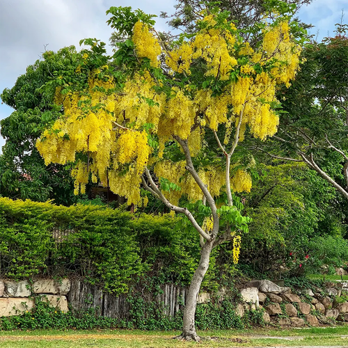Amaltas Plant (Cassia Fistula) – Golden Shower Tree