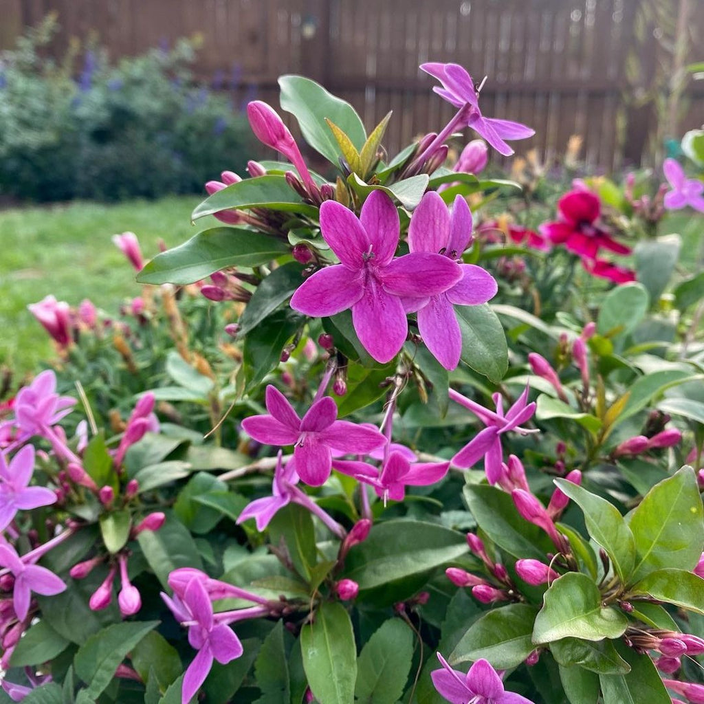 Purple Princess Plant