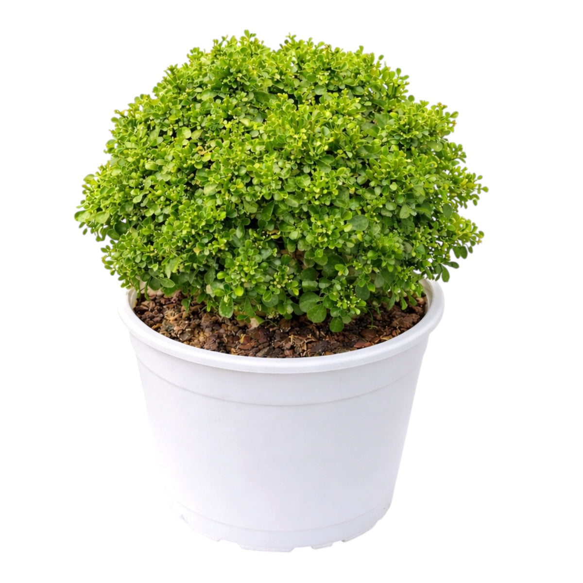 Table Kamini Plant (Murraya Paniculata) – Ornamental & Fragrant Plant