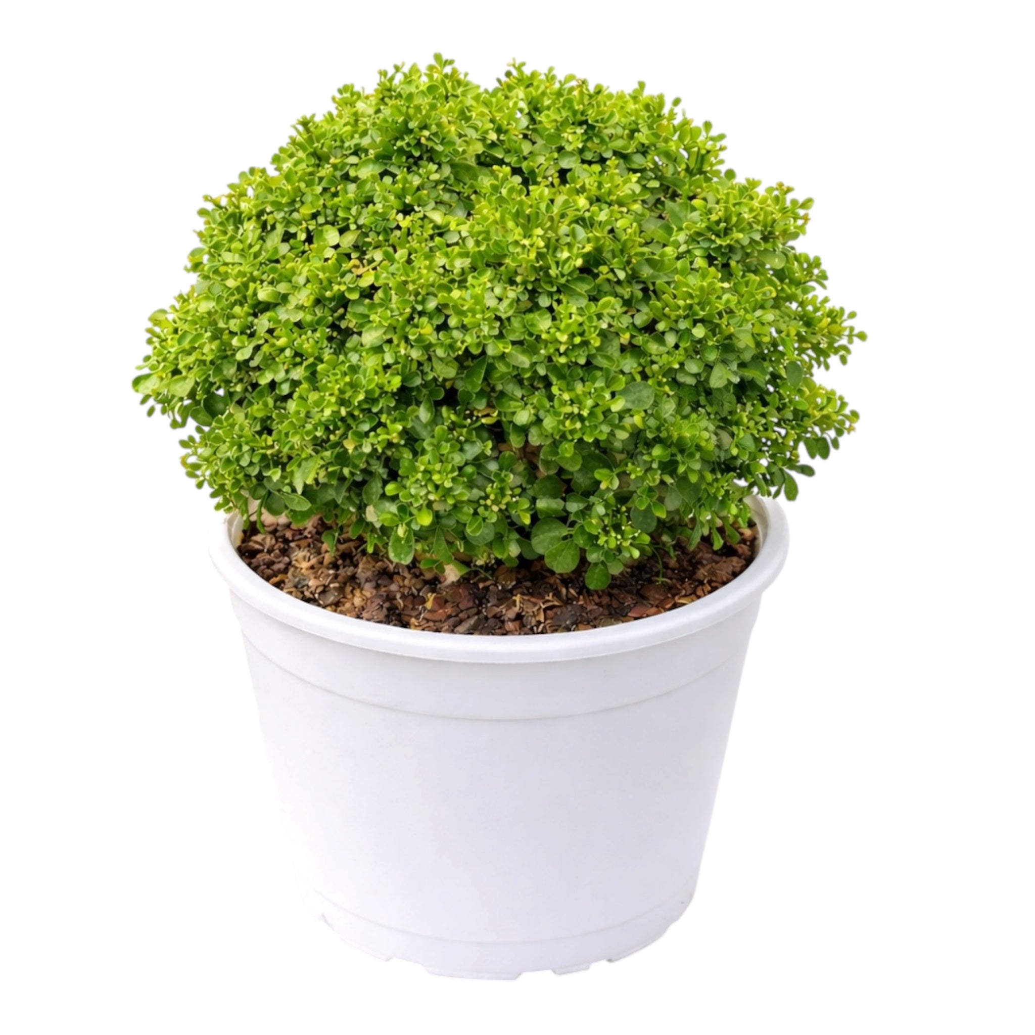 Table Kamini Plant (Murraya Paniculata) – Ornamental & Fragrant Plant