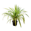 Dwarf Screw Pine (Pandanus Baptisti) – Variegated Ornamental Plant