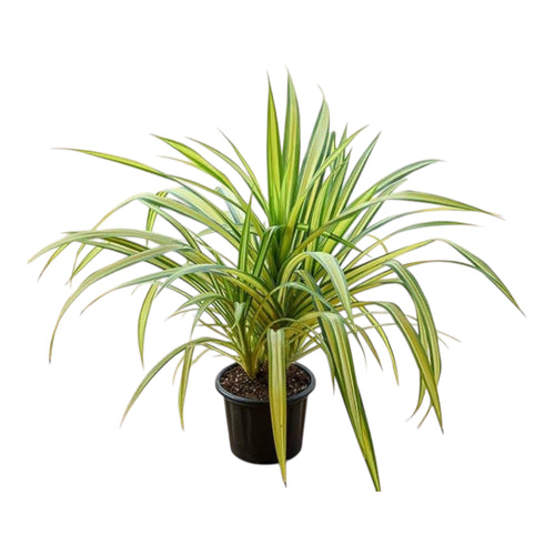 Dwarf Screw Pine (Pandanus Baptisti) – Variegated Ornamental Plant