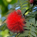 Powder Puff Plant (Calliandra Haematocephala) – Flowering Plant