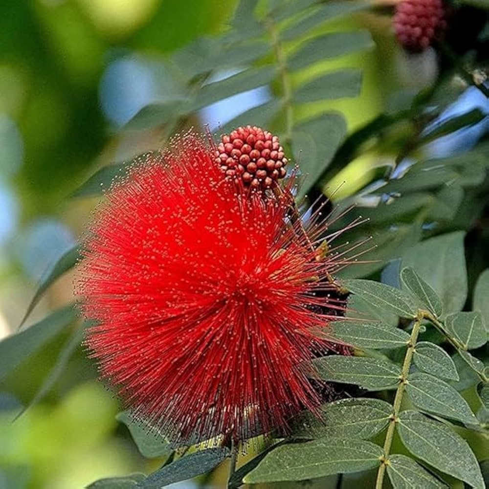 Powder Puff Plant (Calliandra Haematocephala) – Flowering Plant