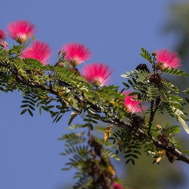 Powder Puff Plant (Calliandra Haematocephala) – Flowering Plant