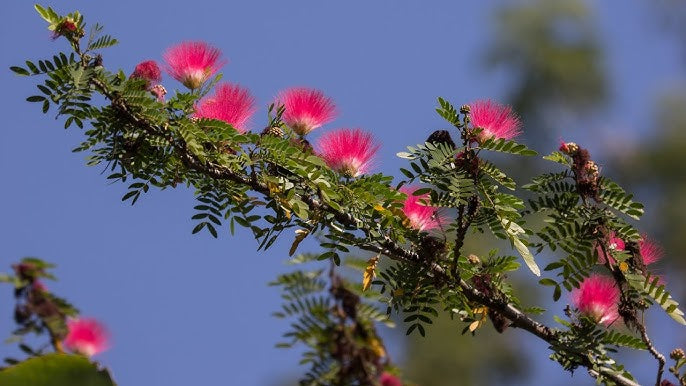 Powder Puff Plant (Calliandra Haematocephala) – Flowering Plant