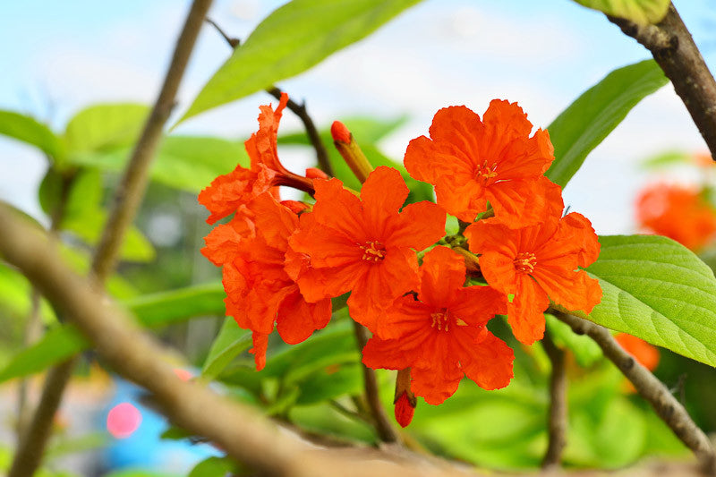 Cordia Sebestena Plant (Geiger Tree) – Flowering Ornamental Plant