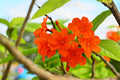 Cordia Sebestena Plant (Geiger Tree) – Flowering Ornamental Plant