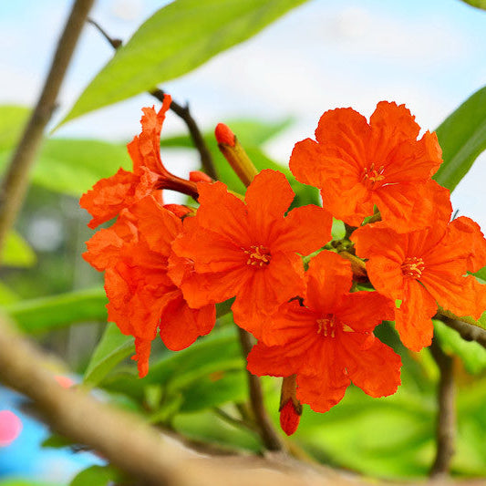 Cordia Sebestena Plant (Geiger Tree) – Flowering Ornamental Plant