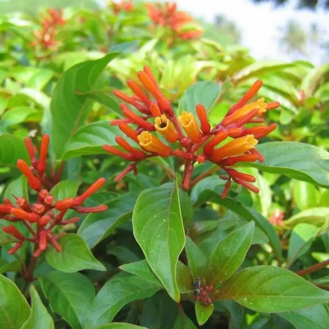 Hamelia Patens (Firebush Plant) – Flowering Ornamental Plant