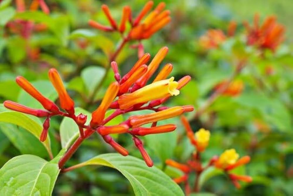 Hamelia Patens (Firebush Plant) – Flowering Ornamental Plant