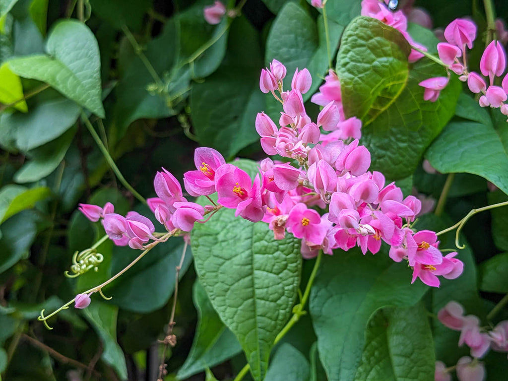 Coral Vine (Antigonon Leptopus) – Flowering Climber Plant
