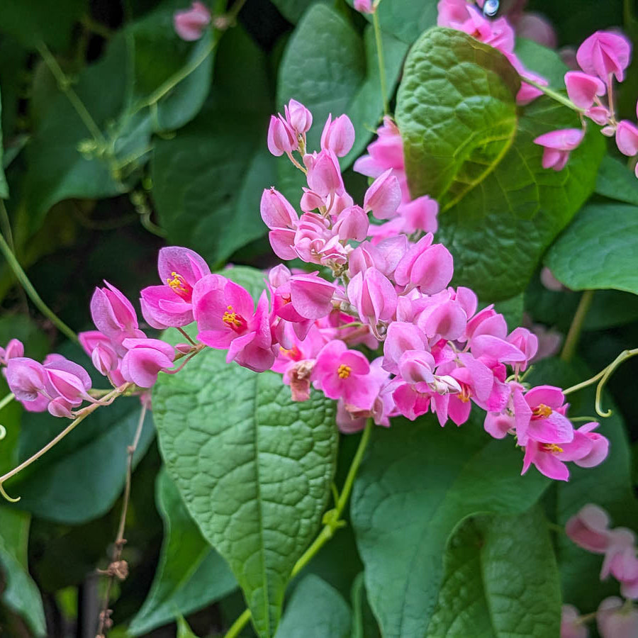 Coral Vine (Antigonon Leptopus) – Flowering Climber Plant