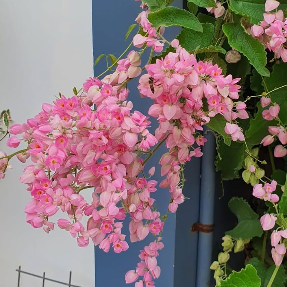 Coral Vine (Antigonon Leptopus) – Flowering Climber Plant