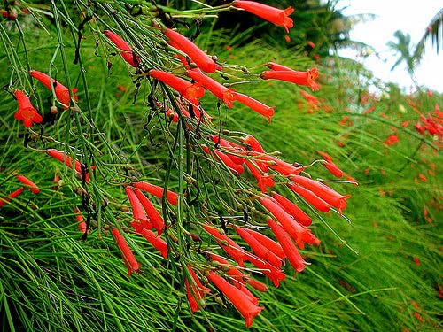 Russelia Red Plant (Russelia Equisetiformis) – Flowering Ornamental Plant