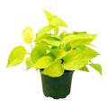 Pothos Neon Plant
