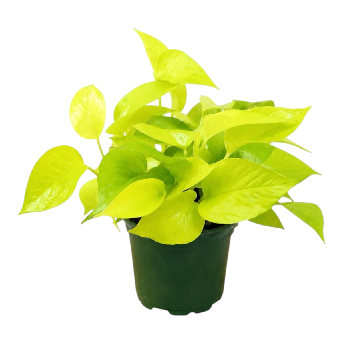 Pothos Neon Plant