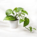 Money Plant (Golden Pothos)