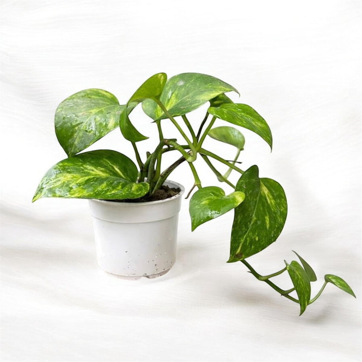 Money Plant (Golden Pothos)