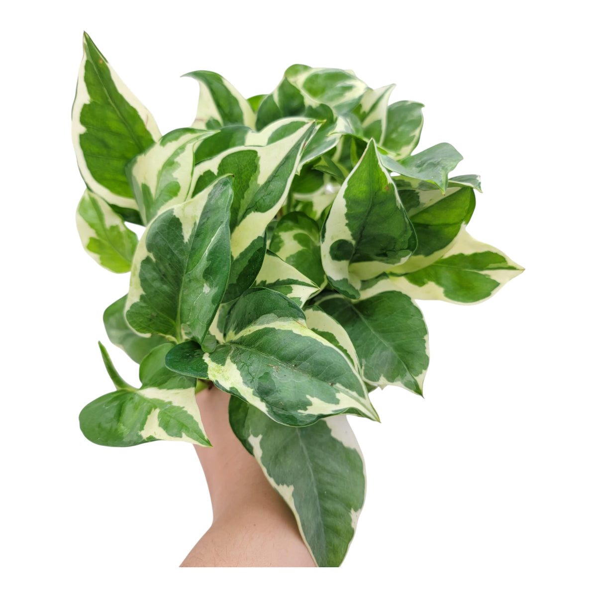 N’Joy Pothos Plant
