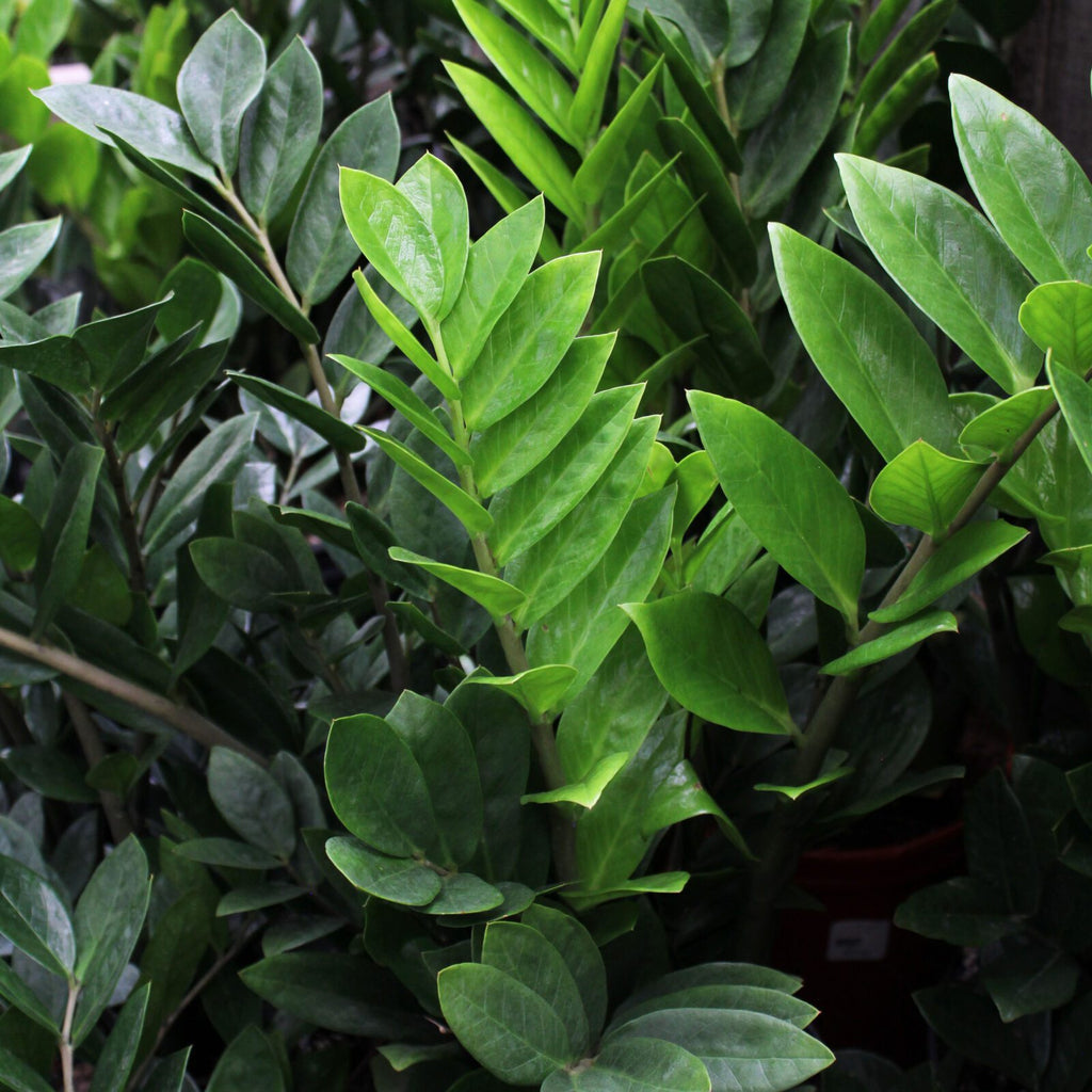 ZZ Plant