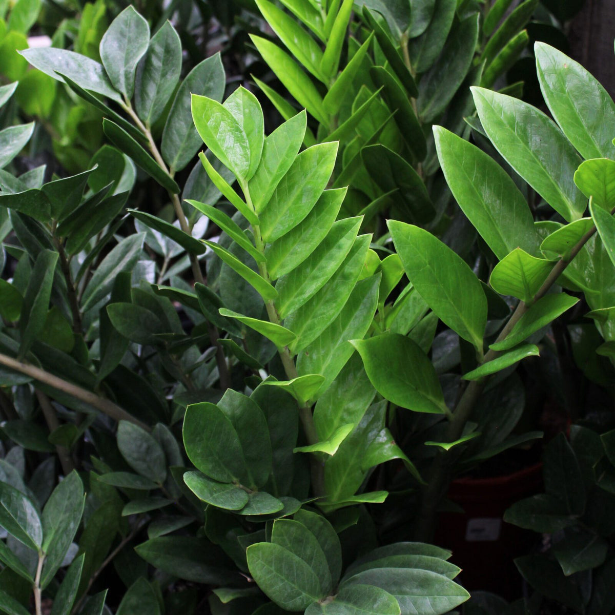 ZZ Plant