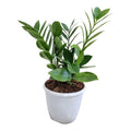 ZZ Plant