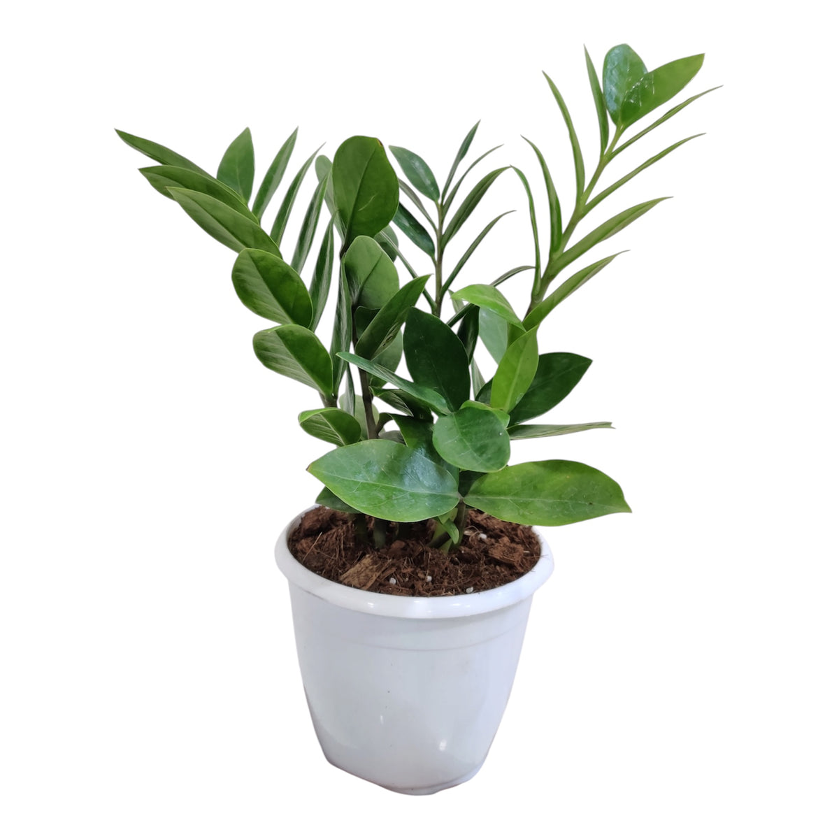 ZZ Plant