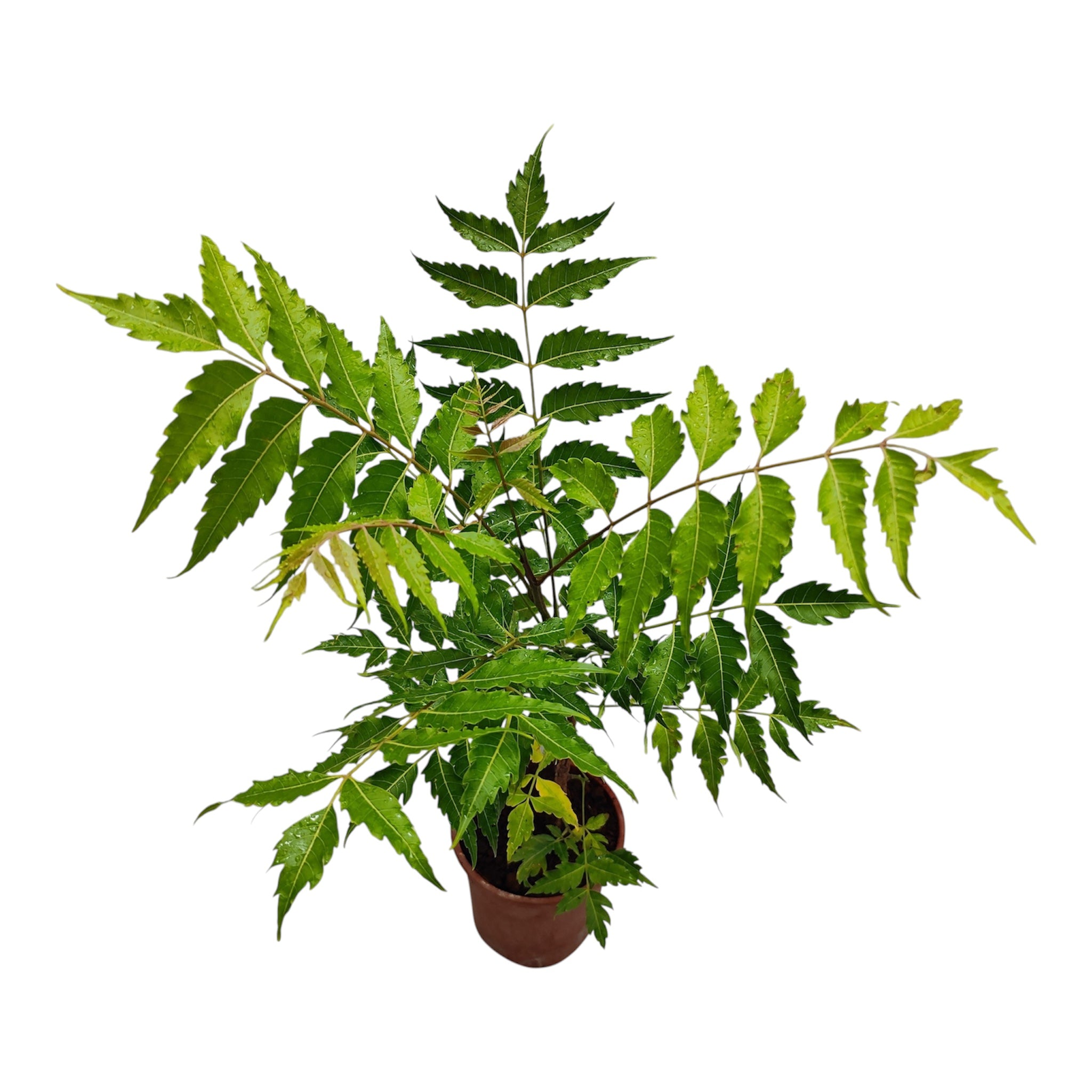 Neem Plant