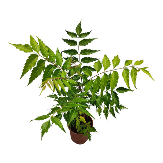 Neem Plant