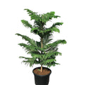 Christmas Tree Plant