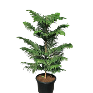 Christmas Tree Plant