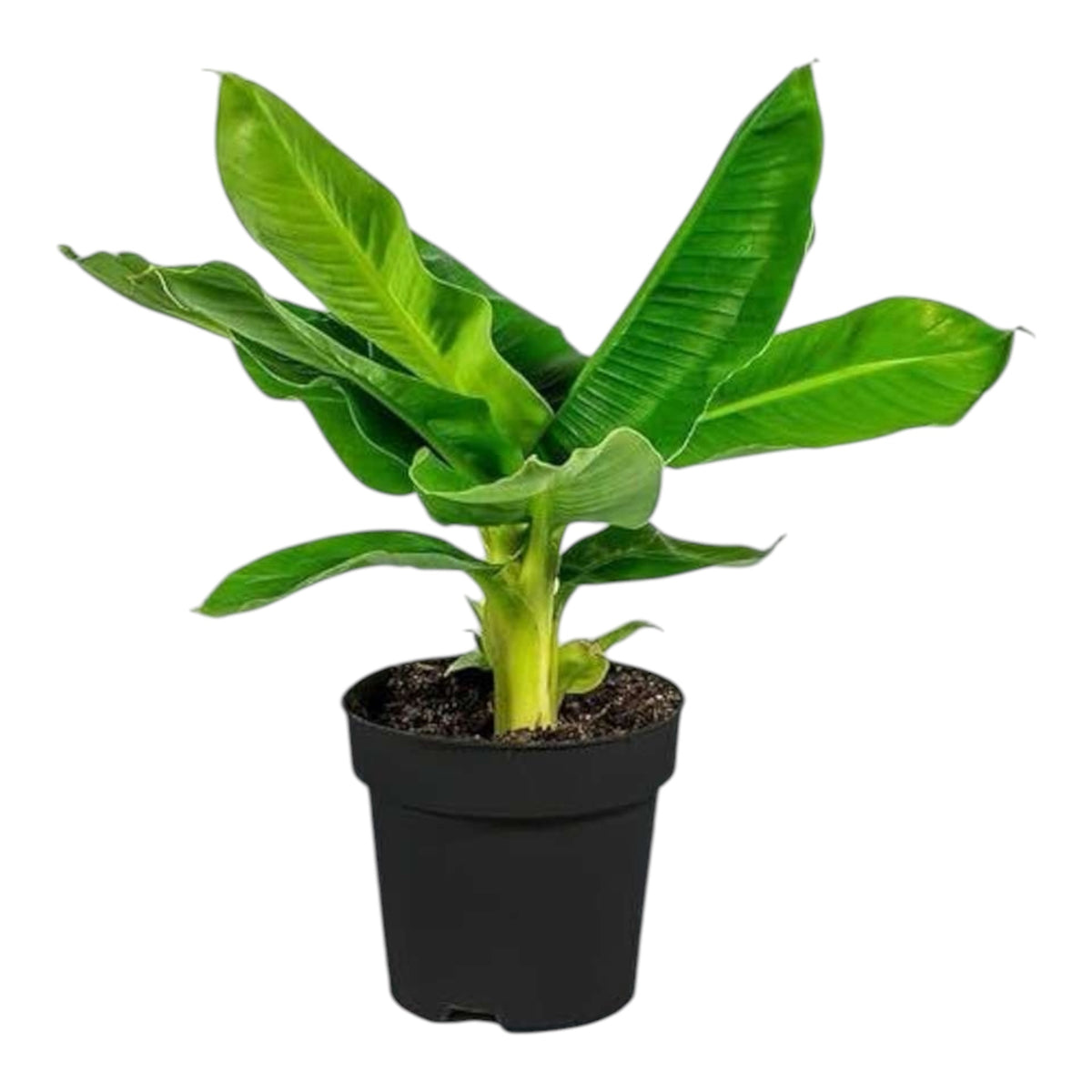 Banana Plant