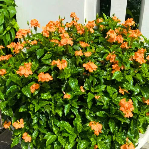 Aboli Plant (Orange Flower)